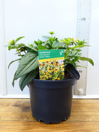 Rudbeckia 'Yellow' (2ltr)