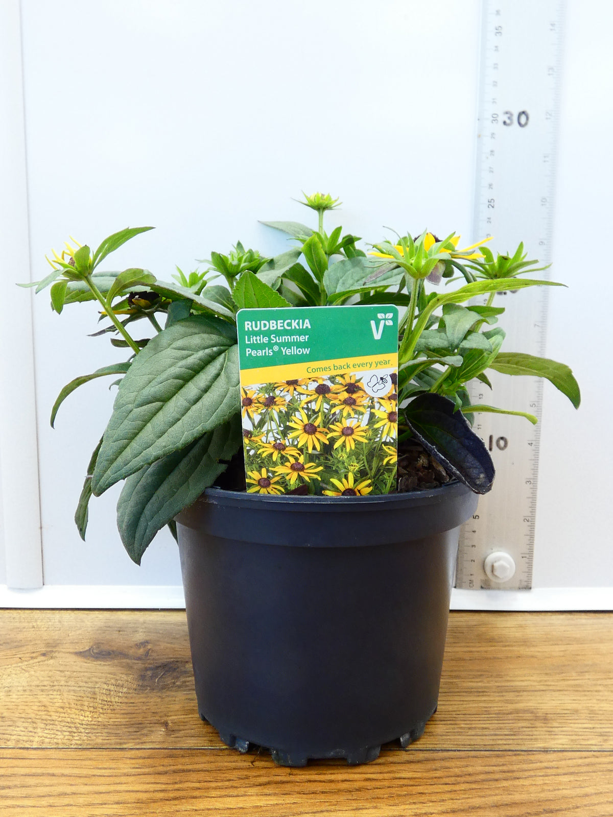 Rudbeckia 'Yellow' (2ltr)