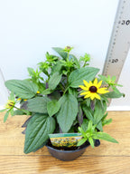 Rudbeckia 'Yellow' (2ltr)