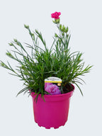 Dianthus Garden Pleasure 'Pink' (2ltr)
