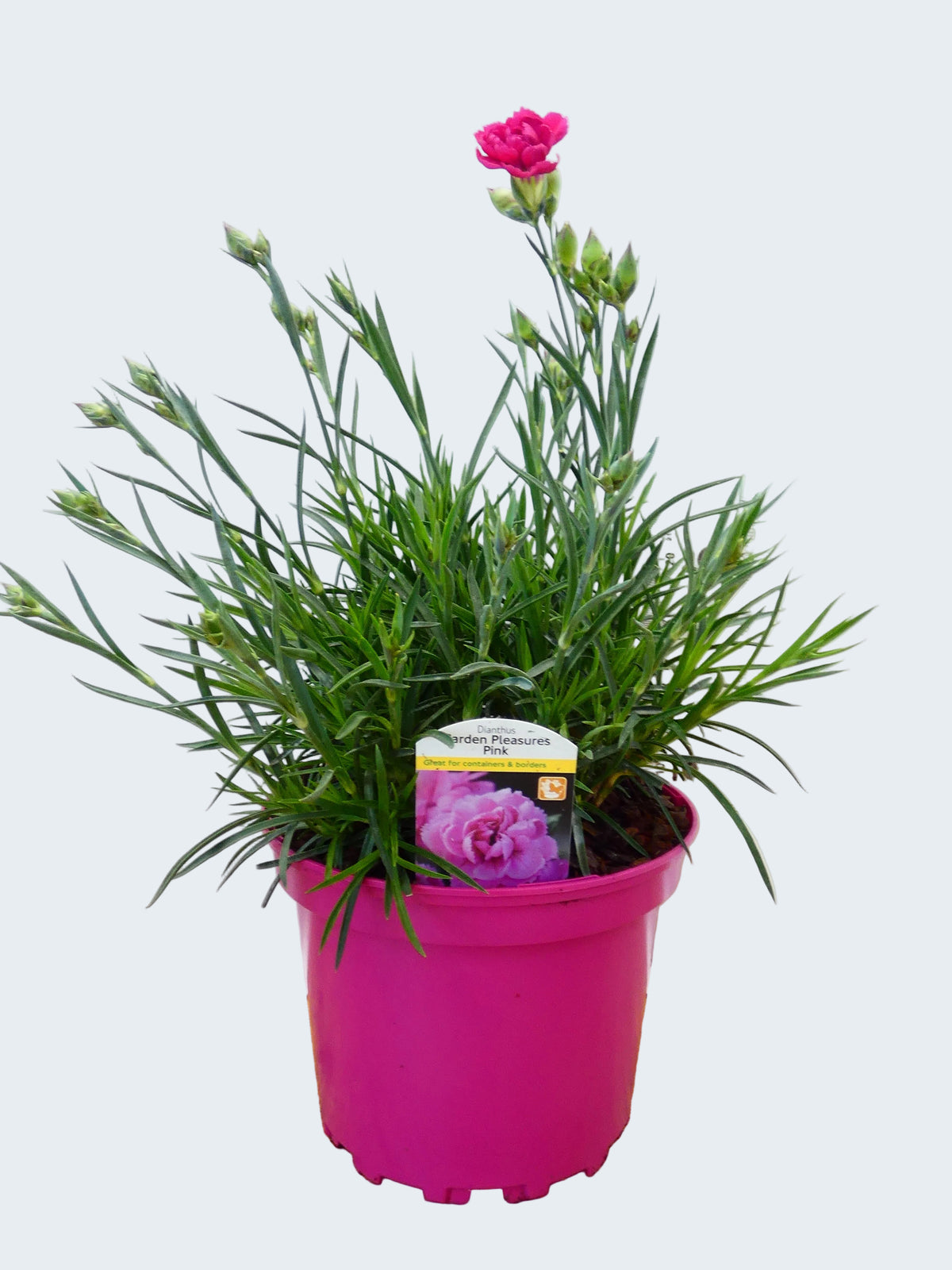 Dianthus Garden Pleasure 'Pink' (2ltr)