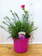 Dianthus Garden Pleasure 'Pink' (2ltr)