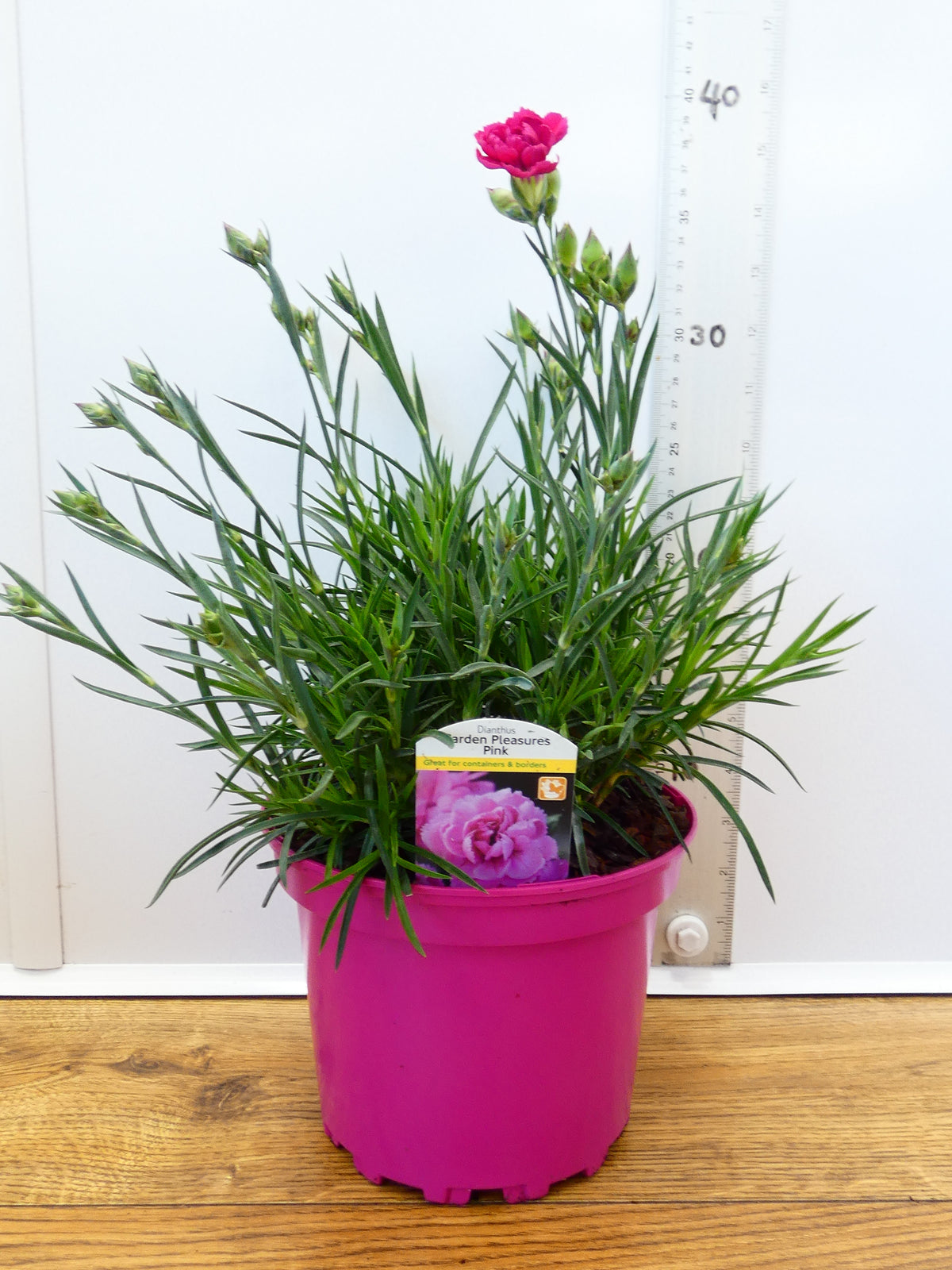 Dianthus Garden Pleasure 'Pink' (2ltr)