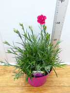 Dianthus Garden Pleasure 'Pink' (2ltr)