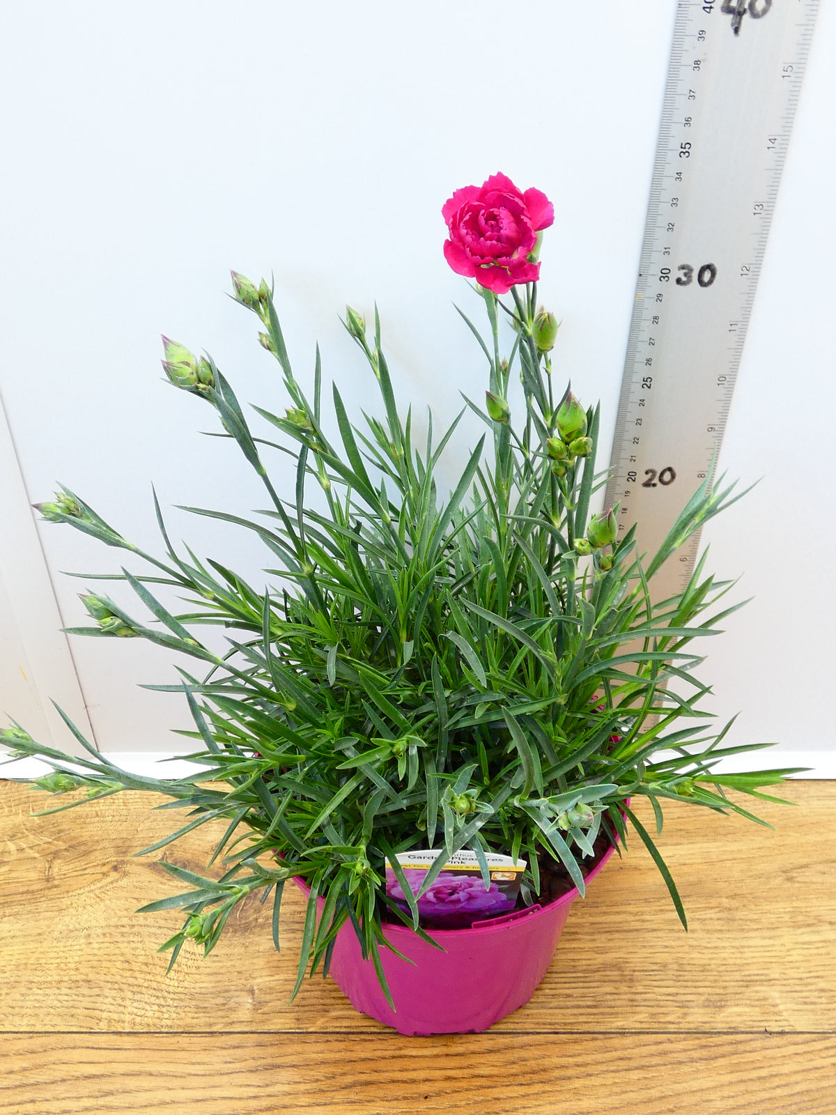 Dianthus Garden Pleasure 'Pink' (2ltr)