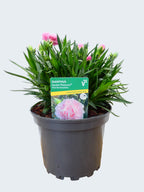 Dianthus Garden Pleasure 'Pink Marshmallow' (2ltr)