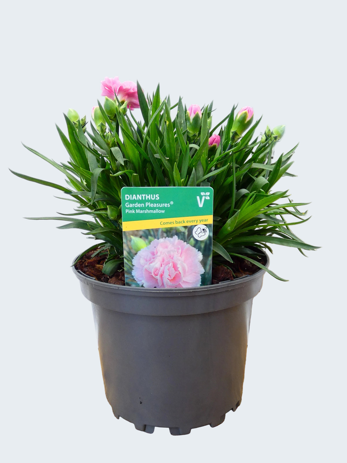 Dianthus Garden Pleasure 'Pink Marshmallow' (2ltr)
