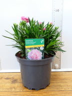 Dianthus Garden Pleasure 'Pink Marshmallow' (2ltr)