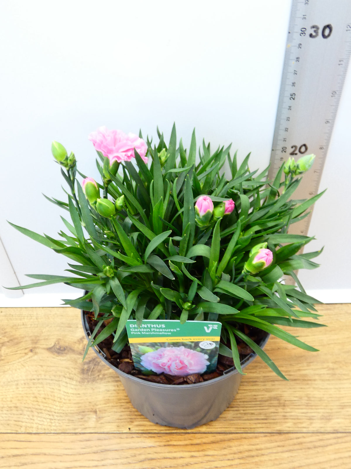 Dianthus Garden Pleasure 'Pink Marshmallow' (2ltr)