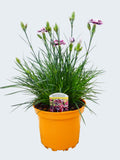 Dianthus Garden Pleasure 'Bicolor Burgundy' (2ltr)