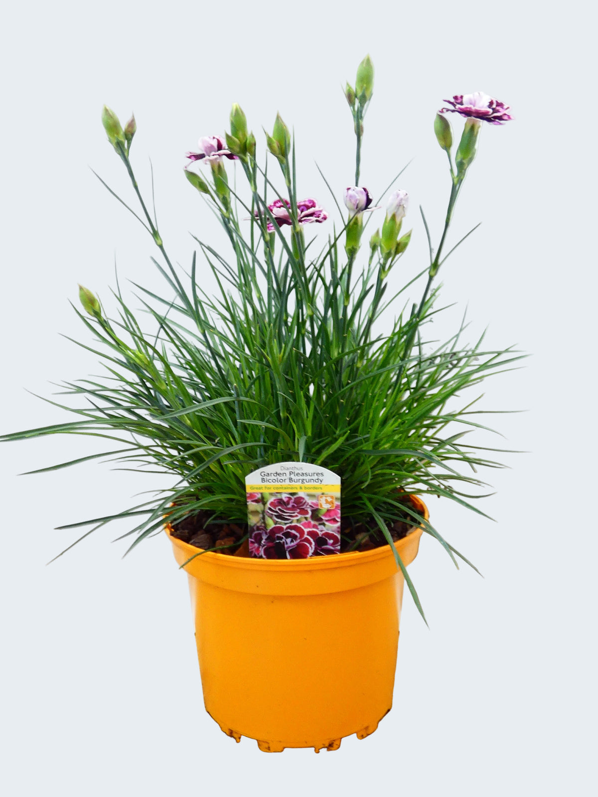 Dianthus Garden Pleasure 'Bicolor Burgundy' (2ltr)
