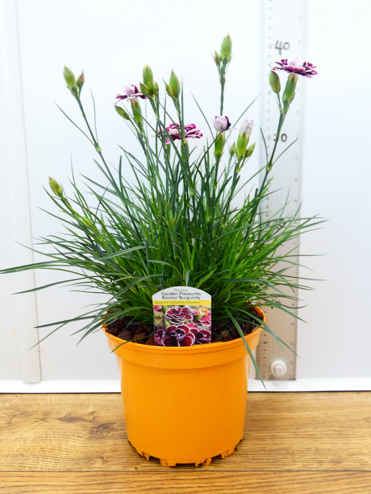 Dianthus Garden Pleasure 'Bicolor Burgundy' (2ltr)