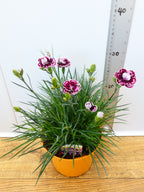 Dianthus Garden Pleasure 'Bicolor Burgundy' (2ltr)