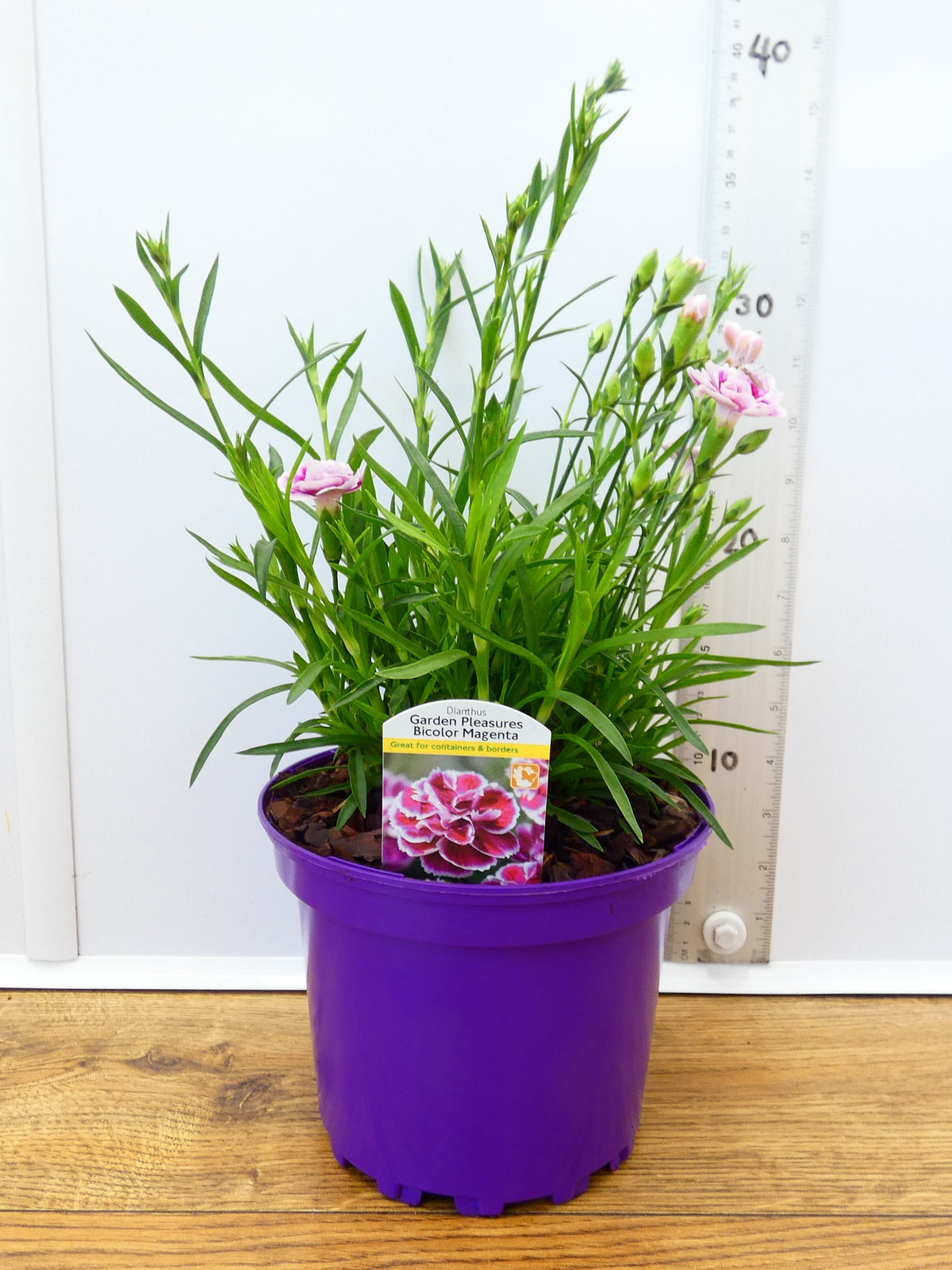 Dianthus Garden Pleasure 'Bicolor Magenta' (2ltr)