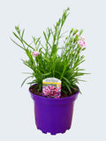 Dianthus Garden Pleasure 'Bicolor Magenta' (2ltr)