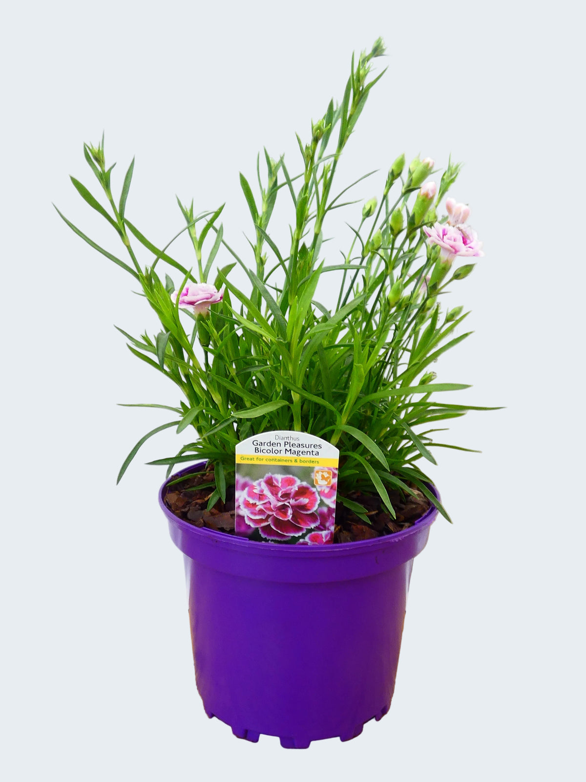 Dianthus Garden Pleasure 'Bicolor Magenta' (2ltr)