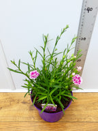 Dianthus Garden Pleasure 'Bicolor Magenta' (2ltr)