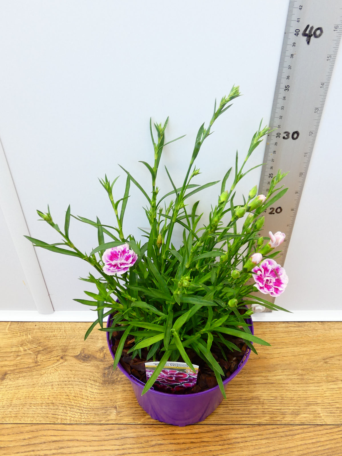 Dianthus Garden Pleasure 'Bicolor Magenta' (2ltr)