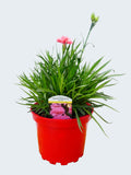 Dianthus Garden Pleasure 'Coral' (2ltr)