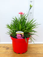 Dianthus Garden Pleasure 'Coral' (2ltr)