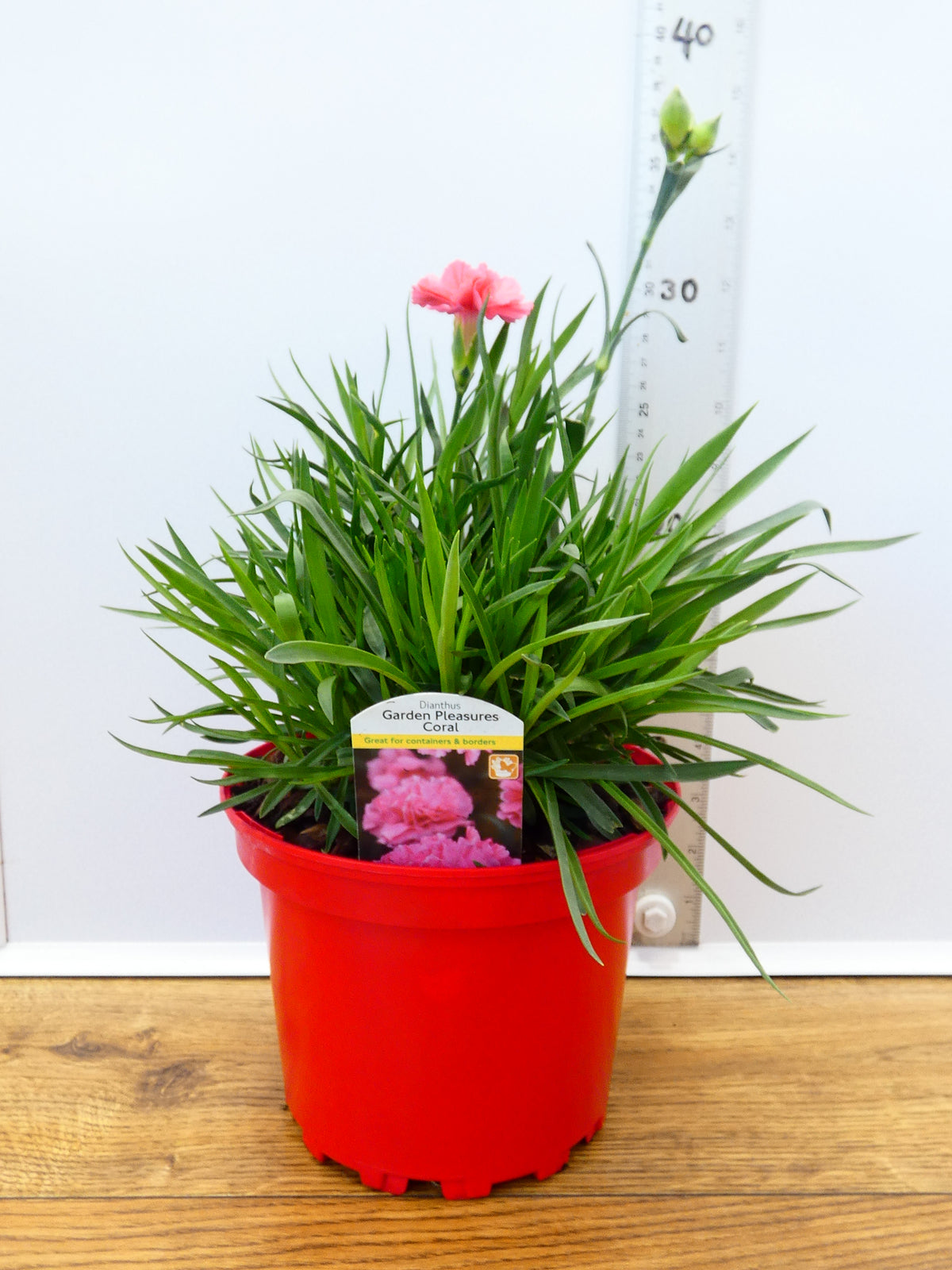 Dianthus Garden Pleasure 'Coral' (2ltr)