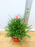Dianthus Garden Pleasure 'Coral' (2ltr)