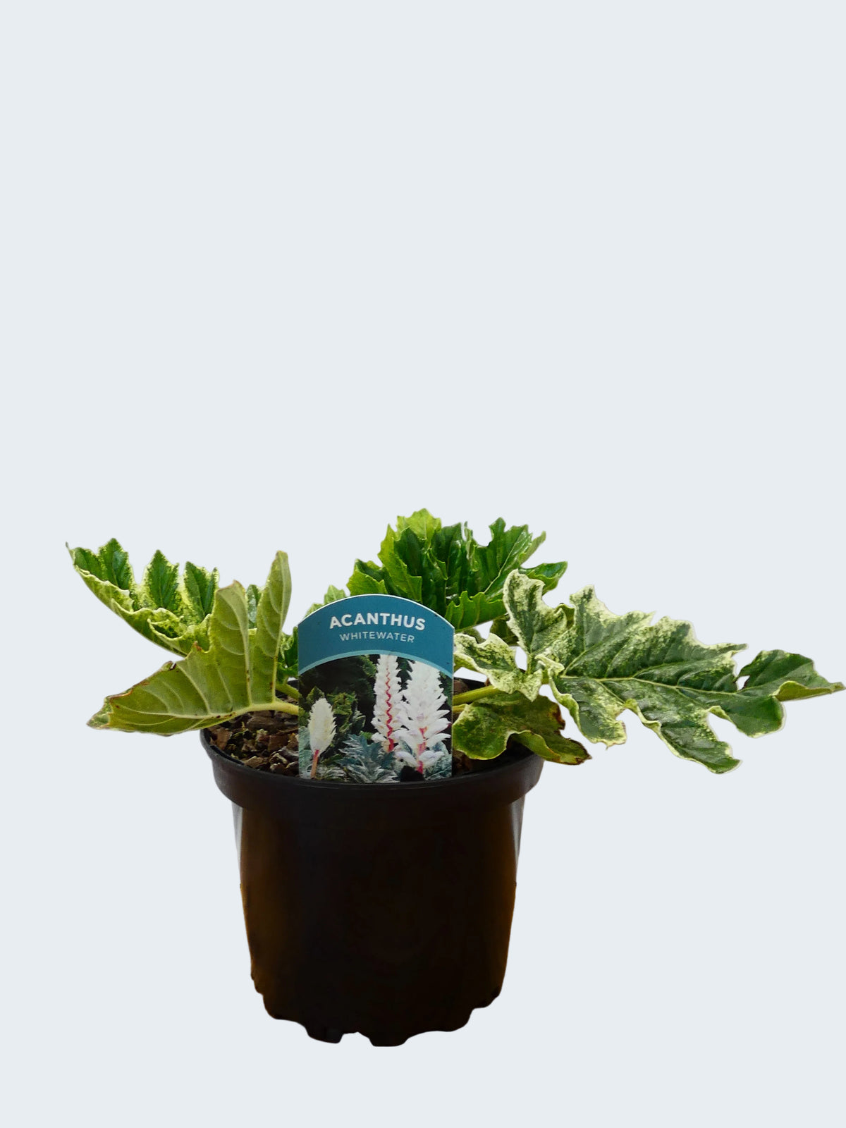 Acanthus 'Whitewater' (2ltr)
