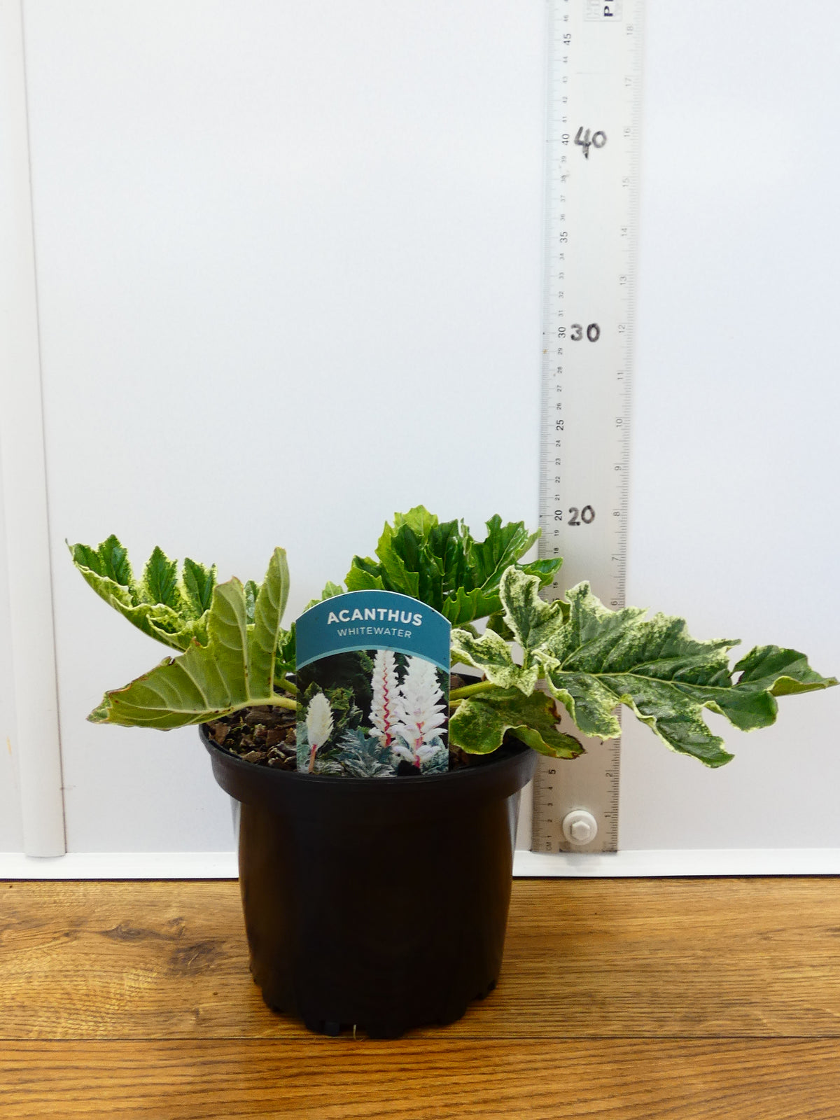 Acanthus 'Whitewater' (2ltr)
