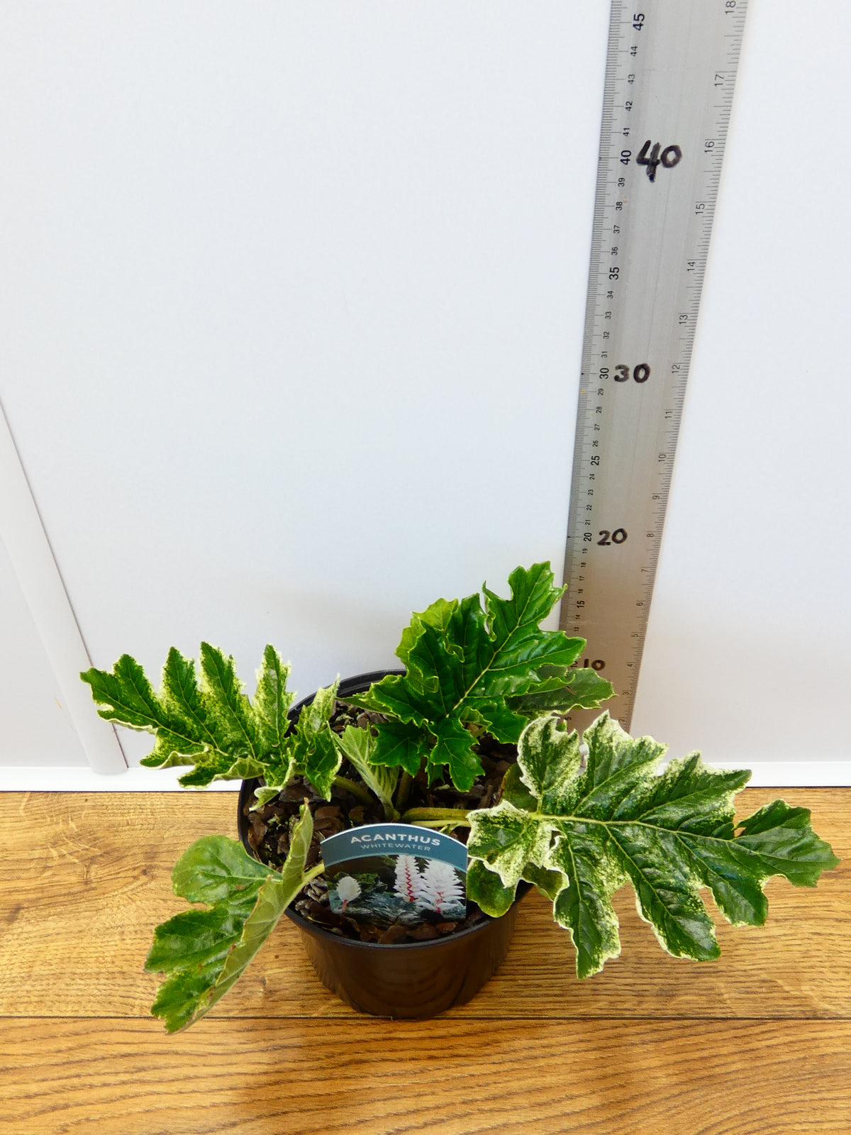 Acanthus 'Whitewater' (2ltr)
