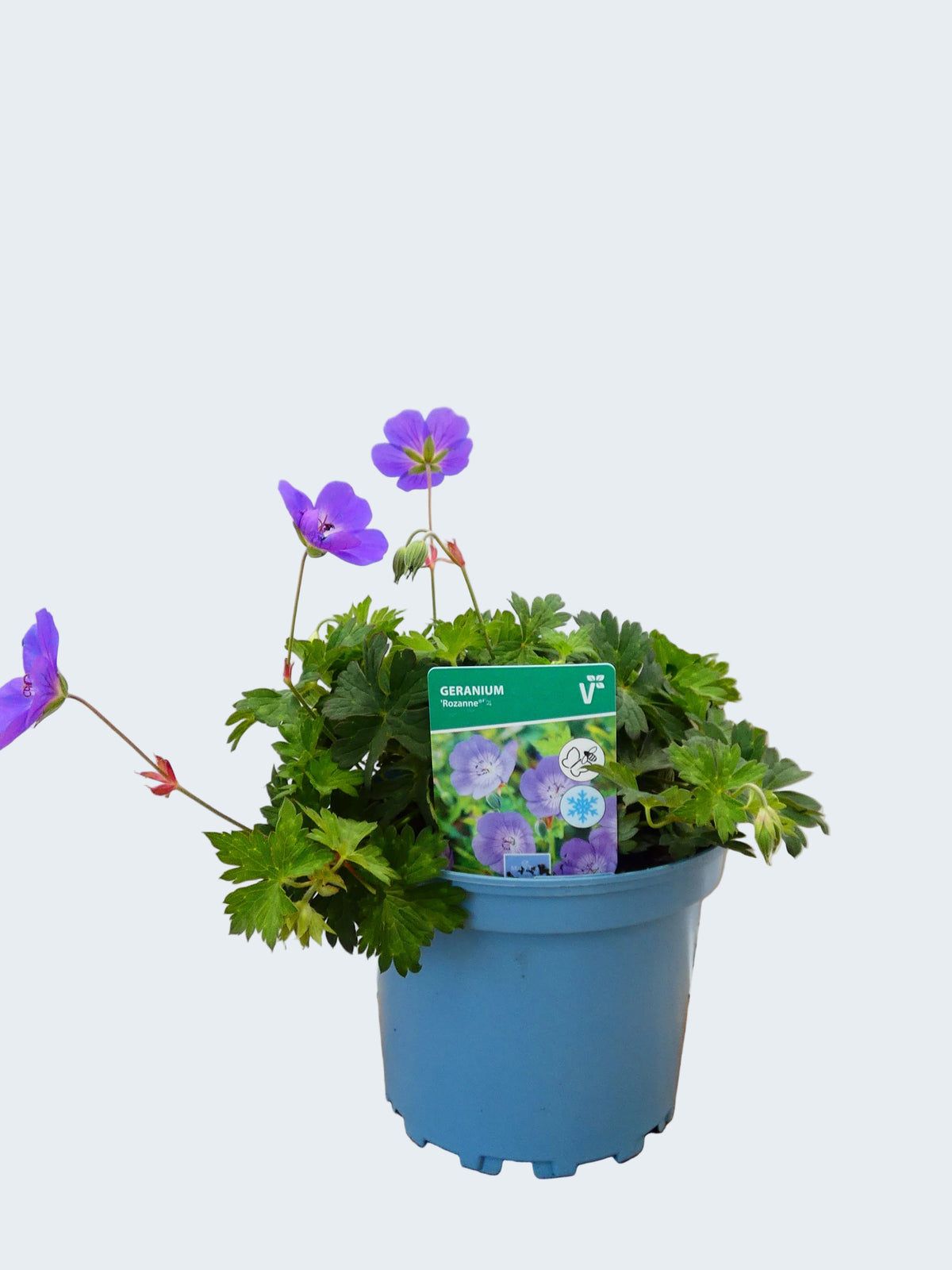 Geranium 'Rozanne' (2ltr)