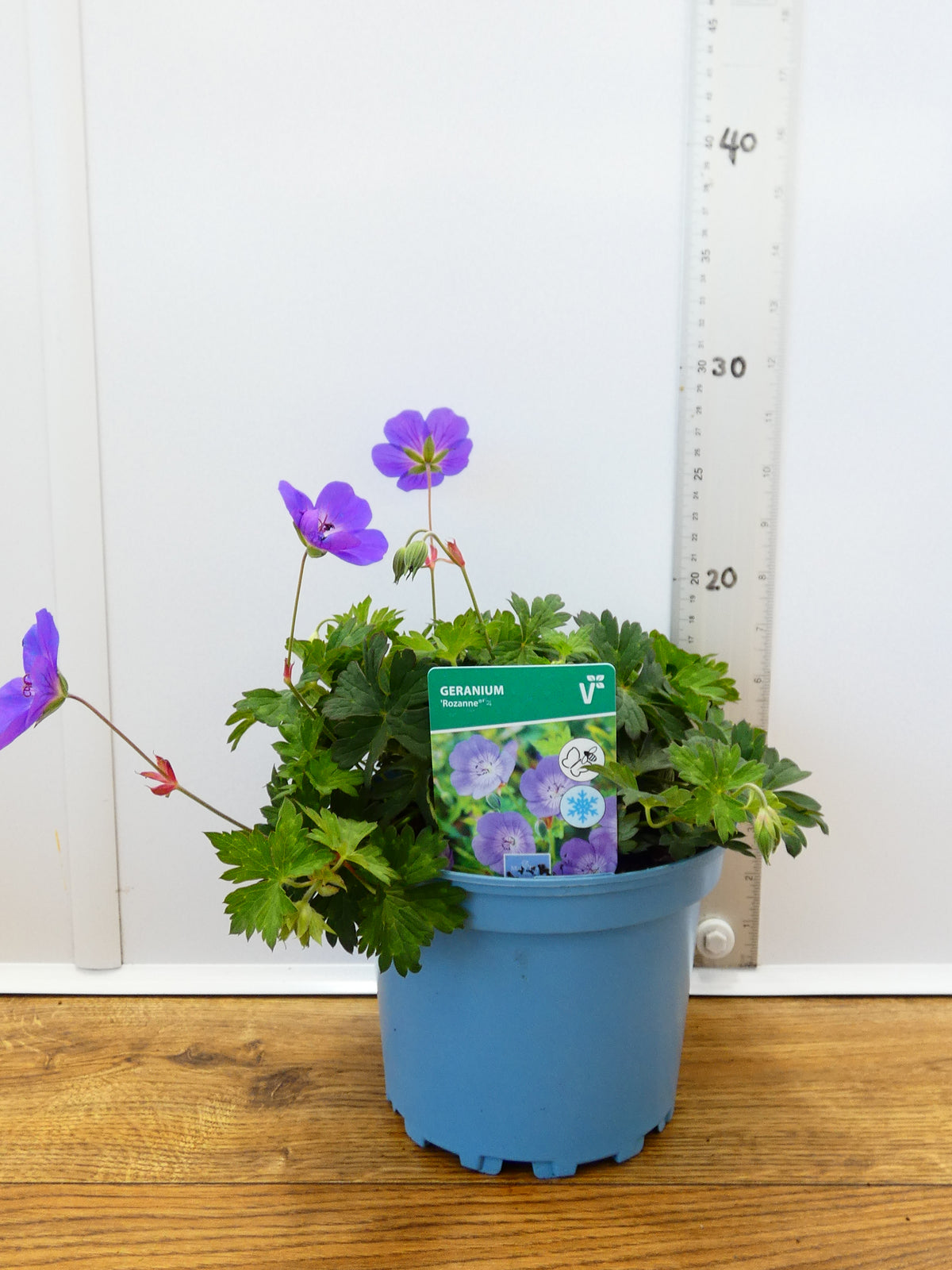 Geranium 'Rozanne' (2ltr)