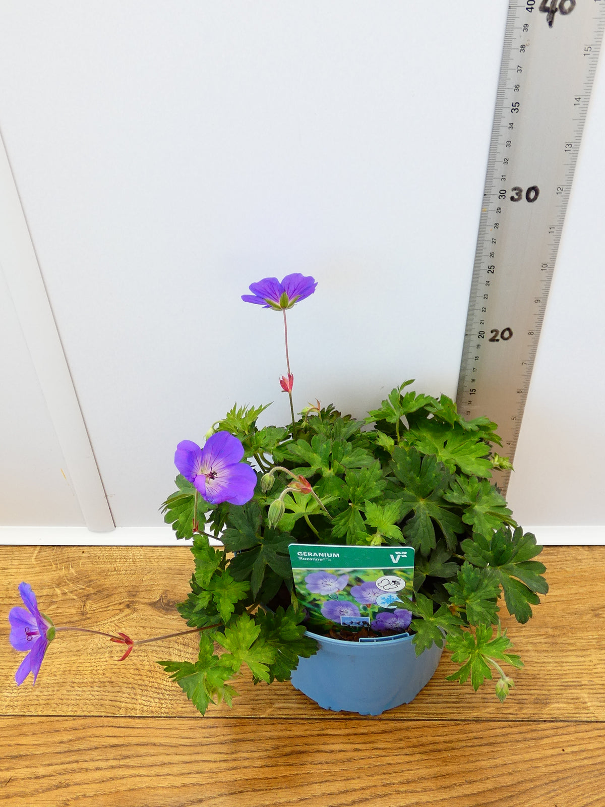 Geranium 'Rozanne' (2ltr)