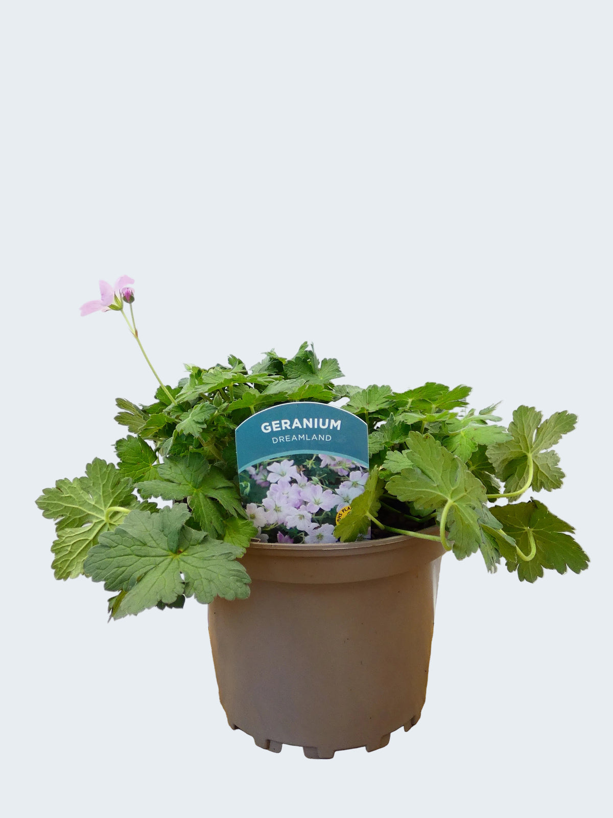 Geranium 'Dreamland' (2ltr)