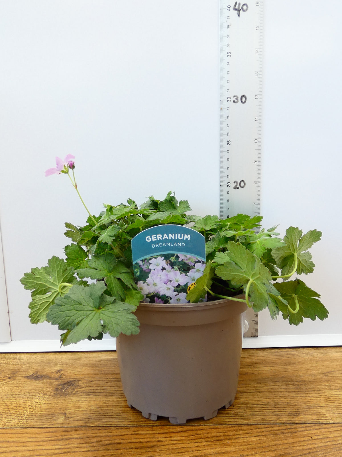 Geranium 'Dreamland' (2ltr)