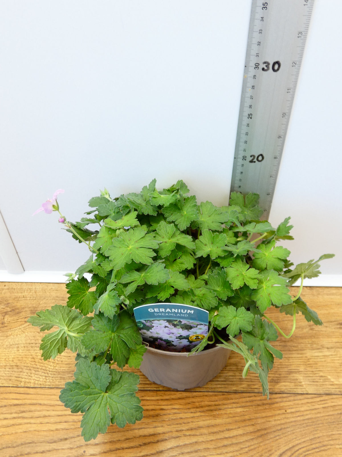 Geranium 'Dreamland' (2ltr)