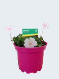Geranium 'Pink Summer' (2ltr)