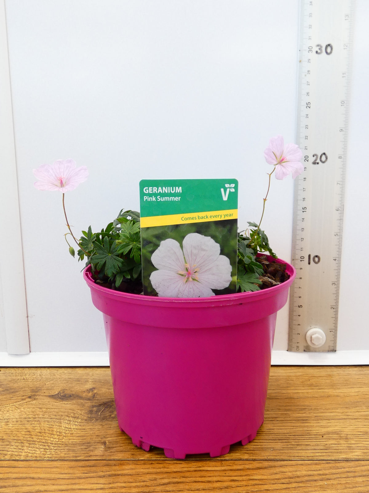 Geranium 'Pink Summer' (2ltr)