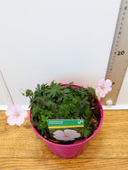Geranium 'Pink Summer' (2ltr)