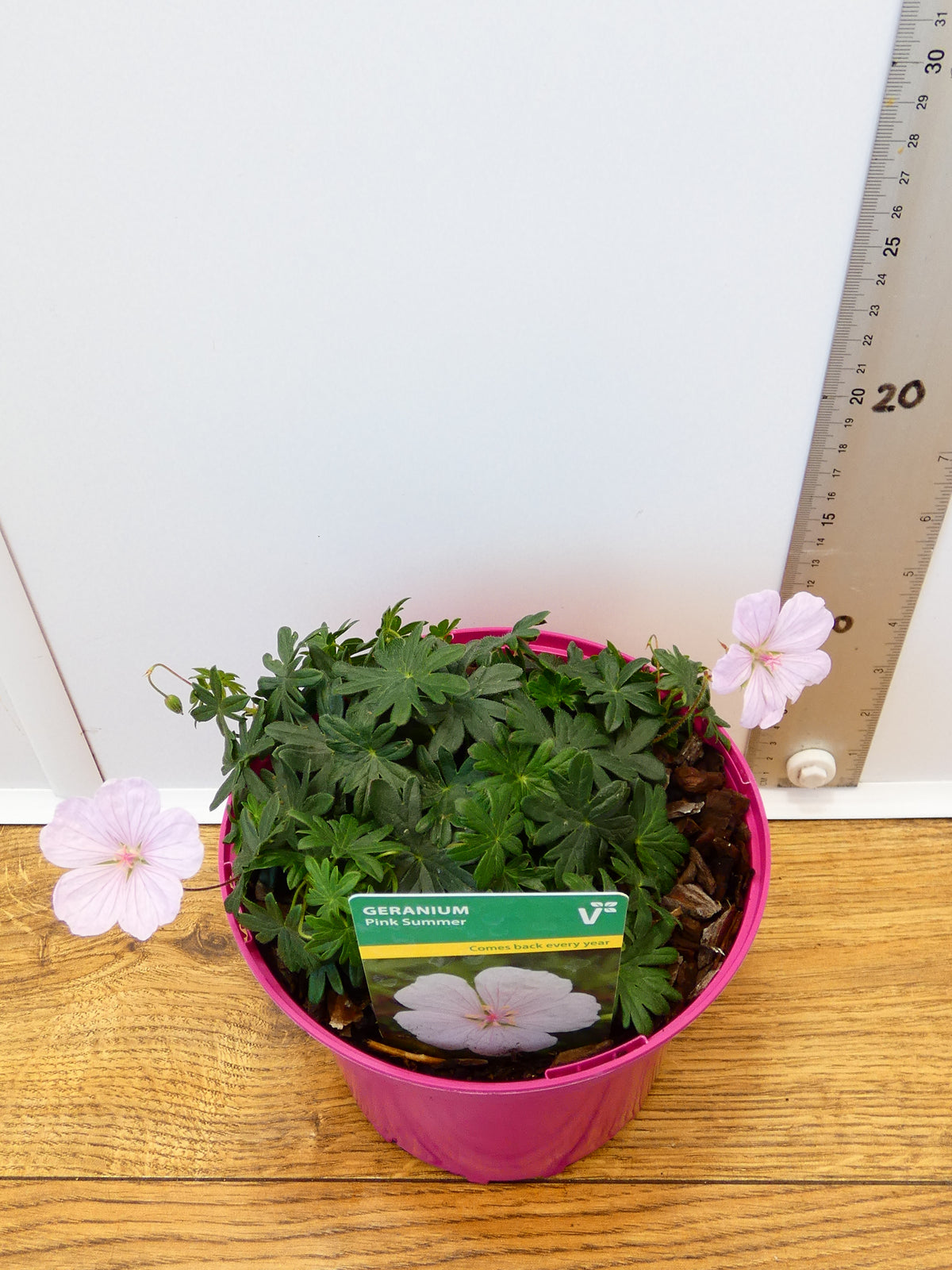 Geranium 'Pink Summer' (2ltr)