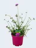 Scabiosa 'Cuori Pink' (3ltr)