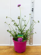 Scabiosa 'Cuori Pink' (3ltr)