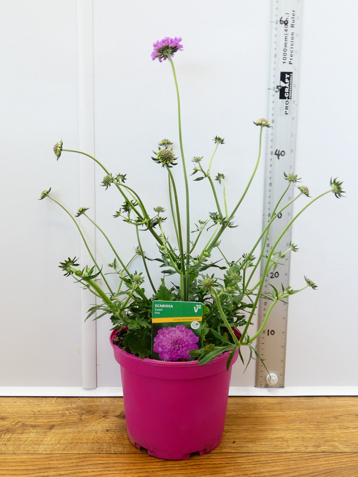 Scabiosa 'Cuori Pink' (3ltr)