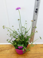 Scabiosa 'Cuori Pink' (3ltr)