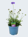 Scabiosa 'Cuori Blue' (3ltr)