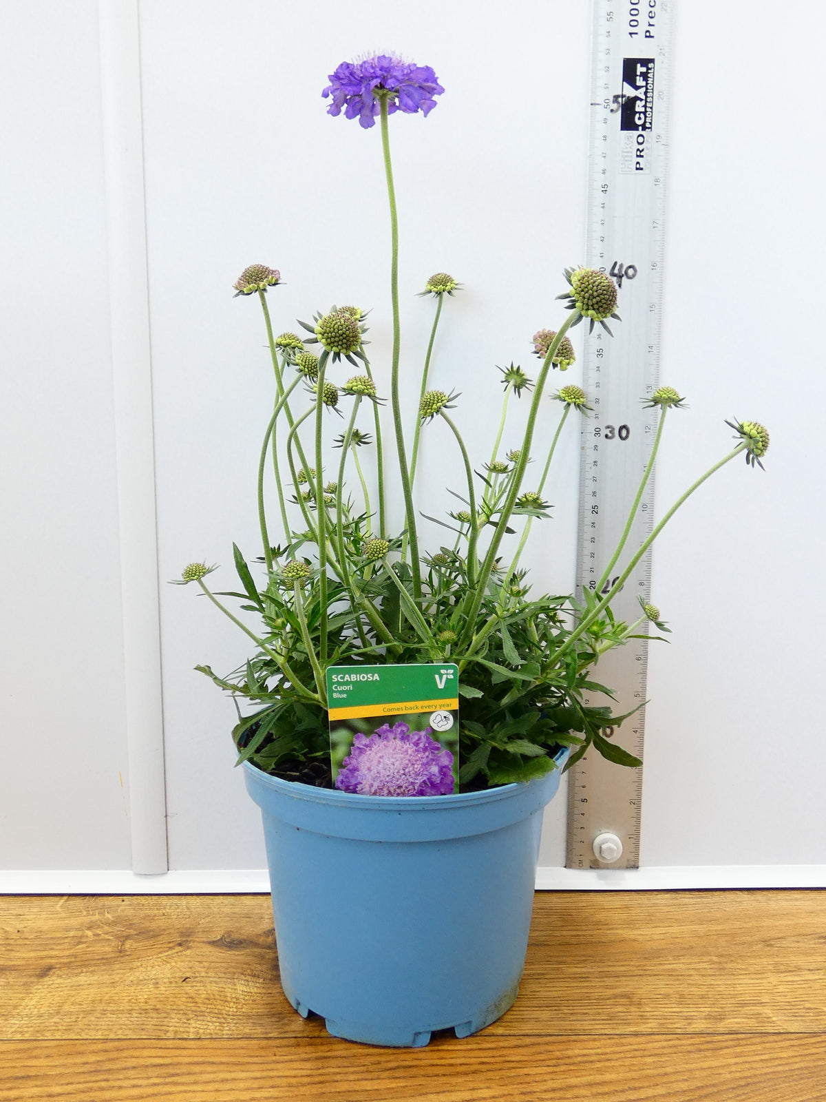 Scabiosa 'Cuori Blue' (3ltr)