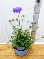 Scabiosa 'Cuori Blue' (3ltr)