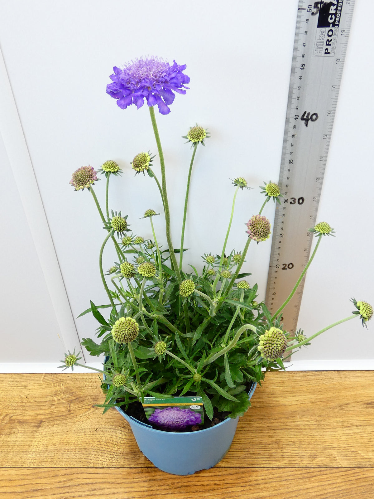 Scabiosa 'Cuori Blue' (3ltr)
