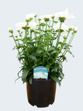 Leucanthemum 'Real Winner' (3ltr)