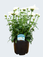 Leucanthemum 'Real Winner' (3ltr)