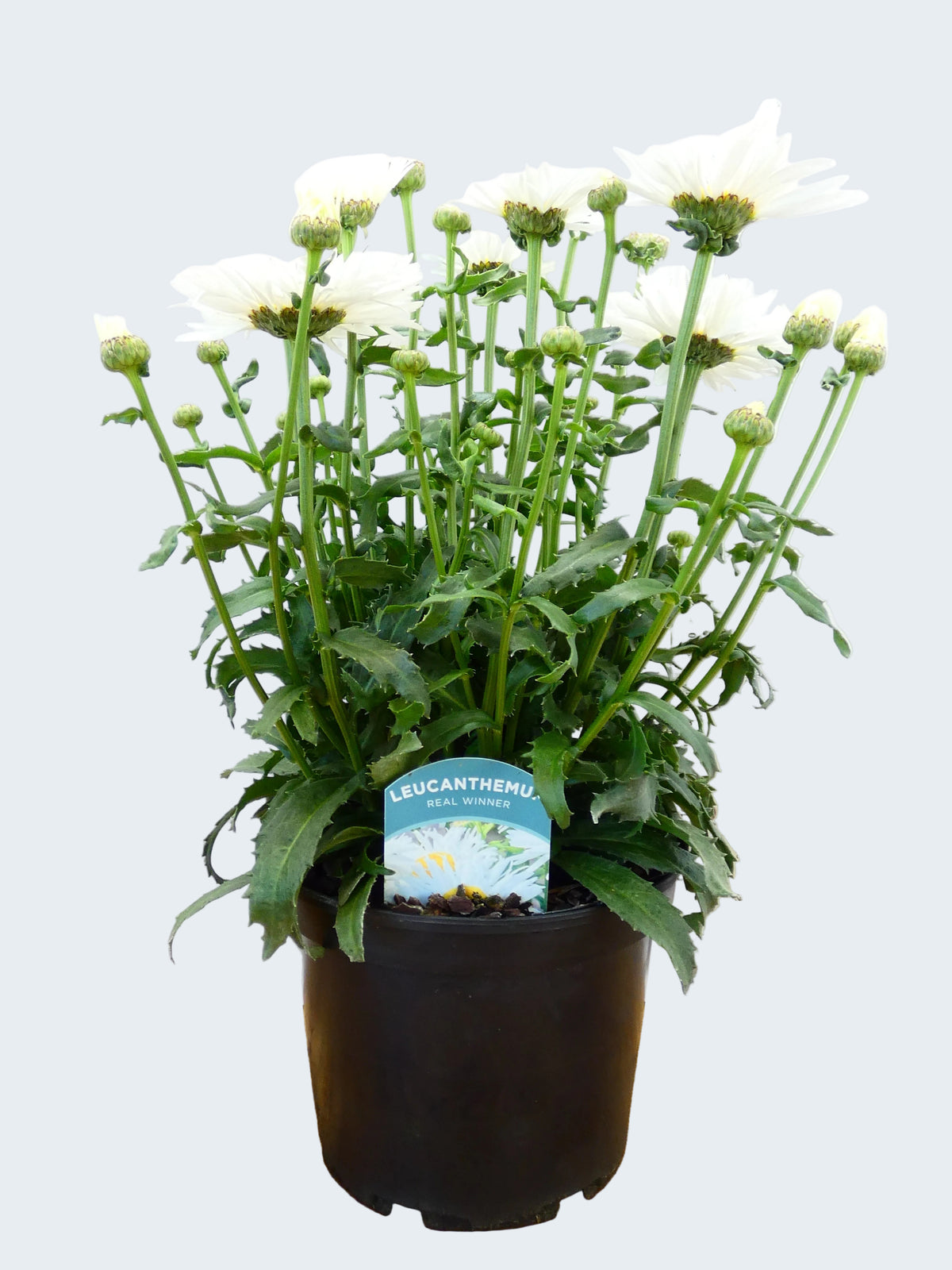 Leucanthemum 'Real Winner' (3ltr)